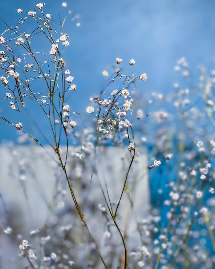 コレクション画像