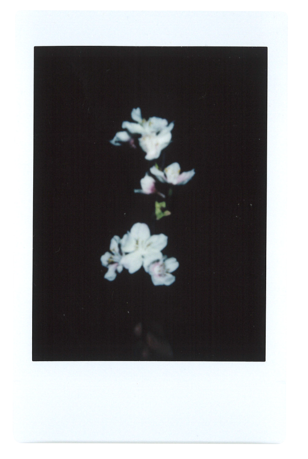 2026 SPRING COLLABORATION