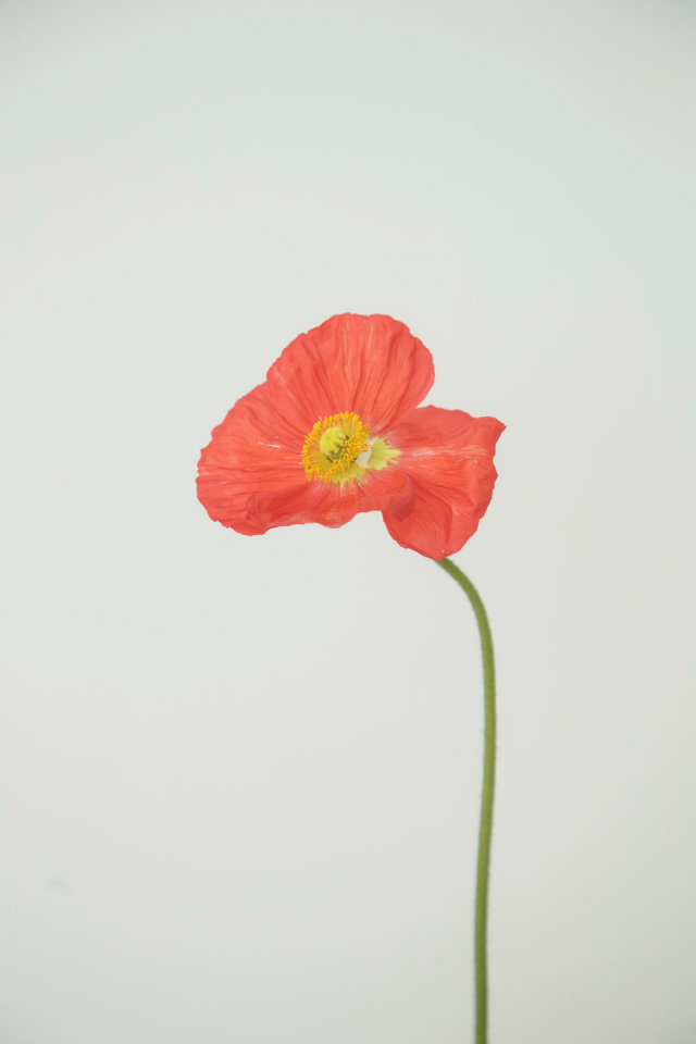 赤い花の画像
